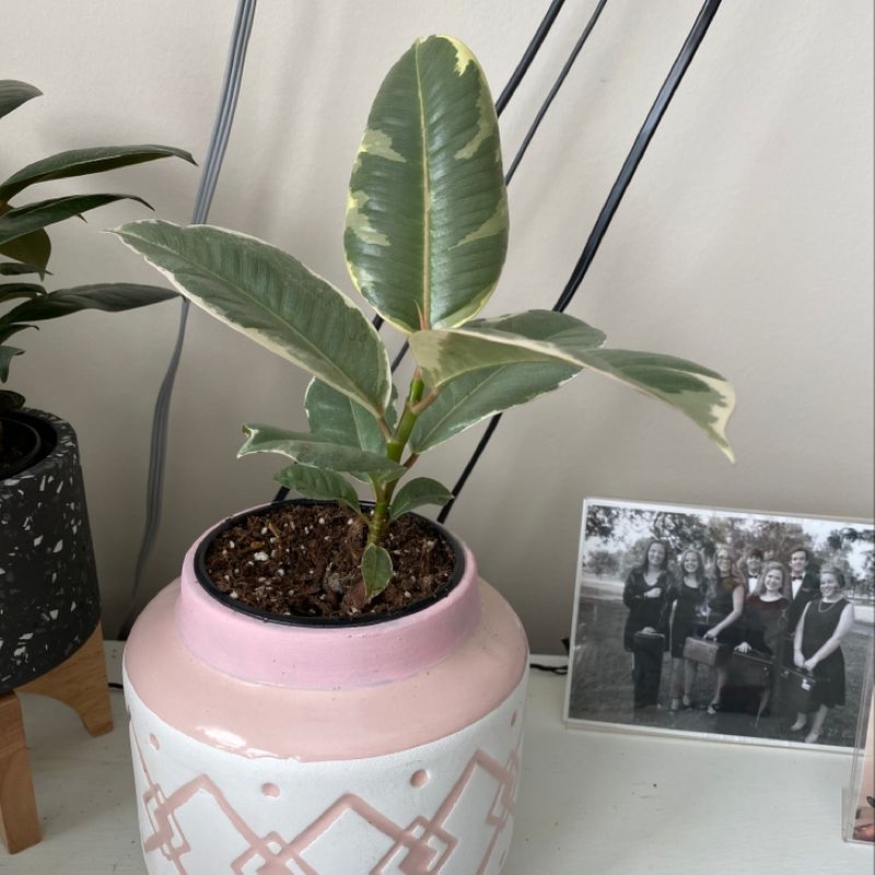 A healthy, thriving Rubber Plant in a pink patterned pot. The large green leaves show no signs of discoloration or damage.