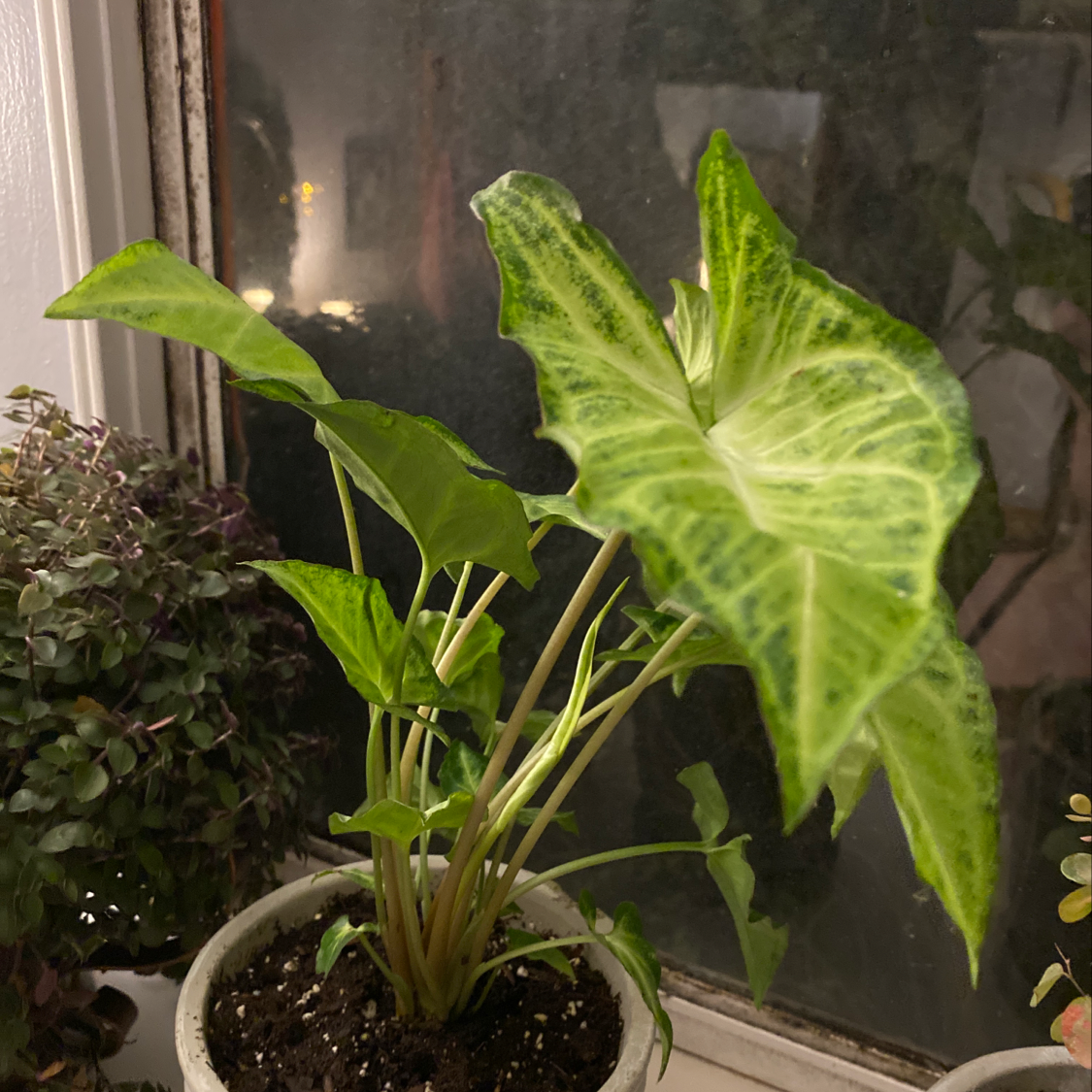 Photo of the plant species Variegated Corazon Alocasia by Eryn named Thing 1 on Greg, the plant care app