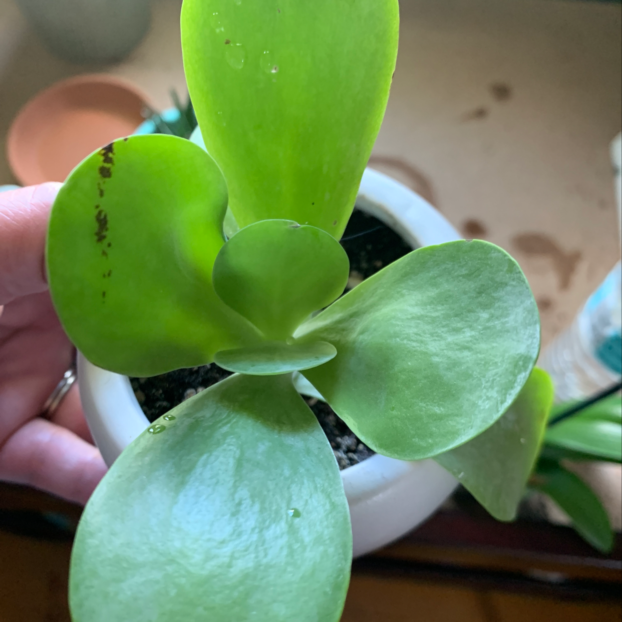 Flapjacks plant (Kalanchoe thyrsiflora) with broad leaves, minor browning, visible soil, and a hand holding it.