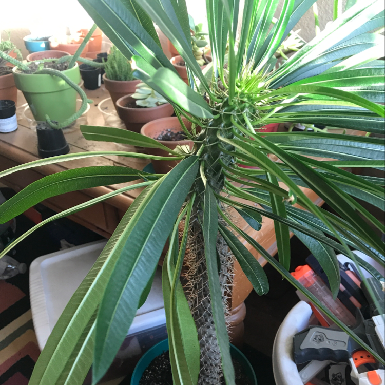 Madagascar Palm with green leaves and spiny trunk, surrounded by other potted plants and gardening tools.