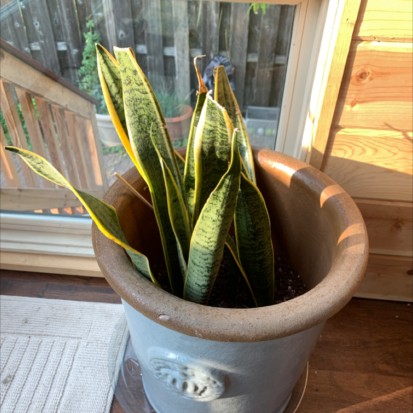 Snake Plant plant photo by @Sham named Snake on Greg, the plant care app.