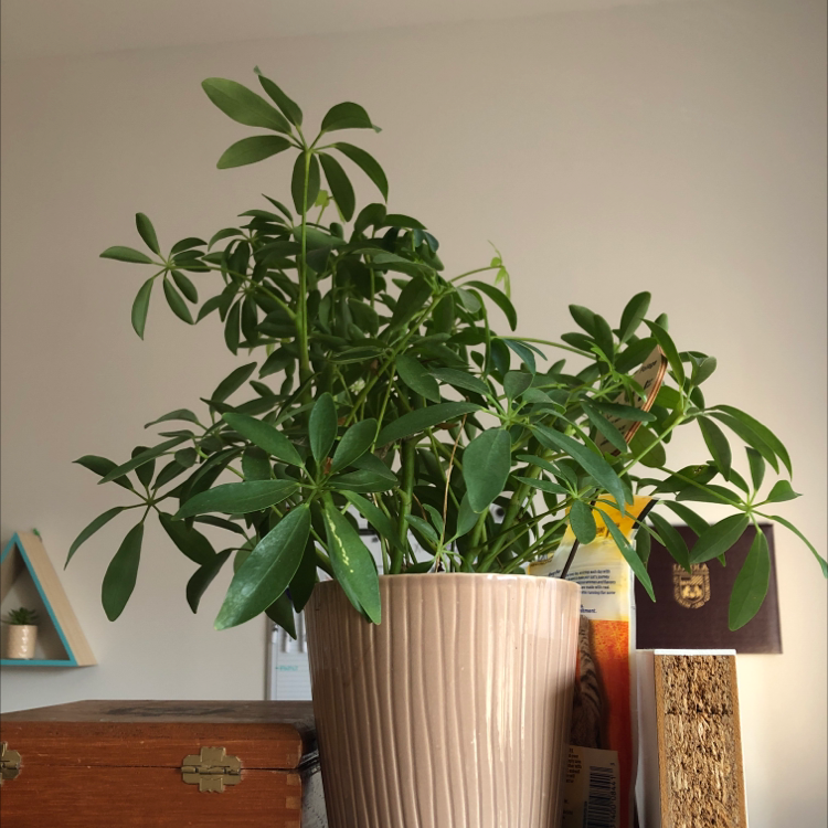 Healthy Dwarf Umbrella Tree in a white ceramic pot, with lush green compound leaves, on a wooden surface with decorative elements.