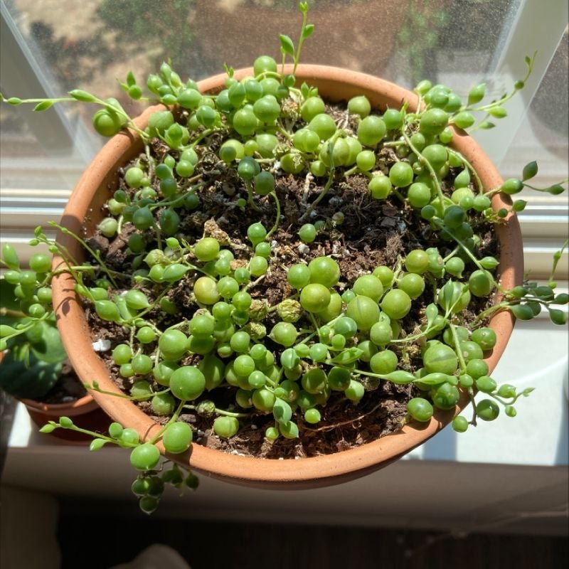 String of Pearls plant in a terracotta pot with visible soil, well-framed and in focus.