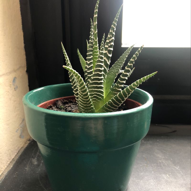Healthy Haworthia fasciata succulent plant with striped zebra-patterned leaves in a green ceramic pot, well-framed photo.