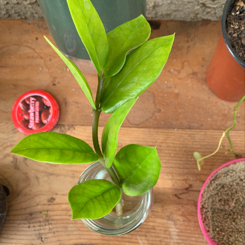 How To Fix 🔧 Zz Plant Leaves Curling