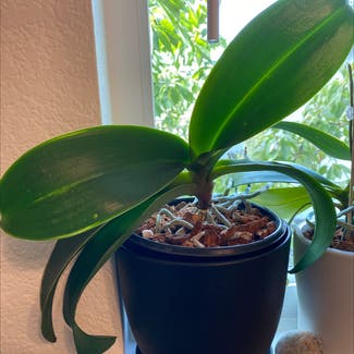 Phalaenopsis Orchid plant in Roseville, California
