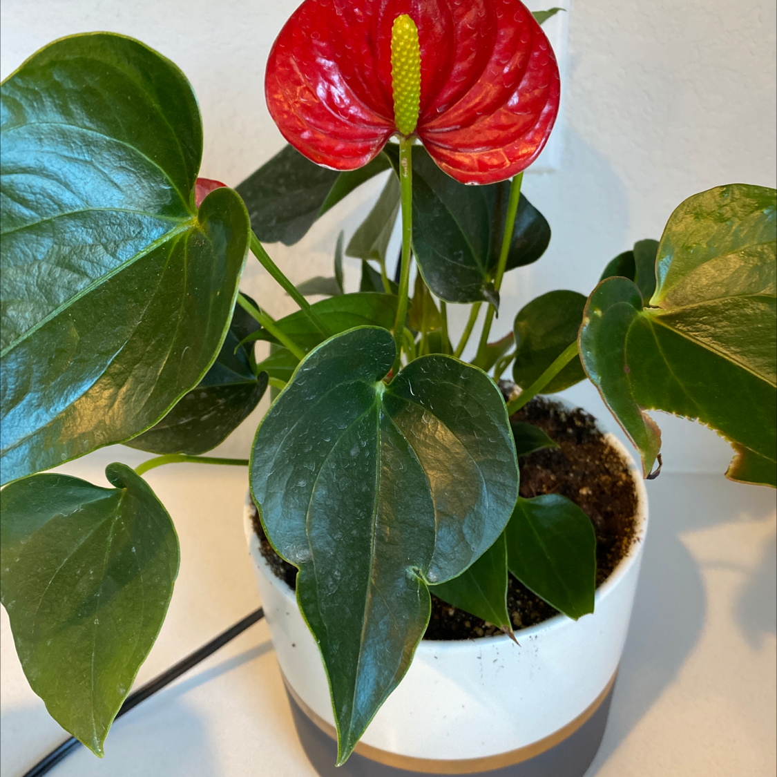 Vibrant red Anthurium flower with glossy green leaves, perfectly healthy and in focus.