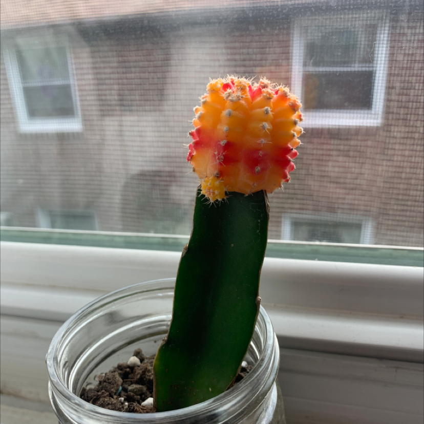 Moon Cactus in a glass container with visible soil, vibrant colors, and no signs of disease.