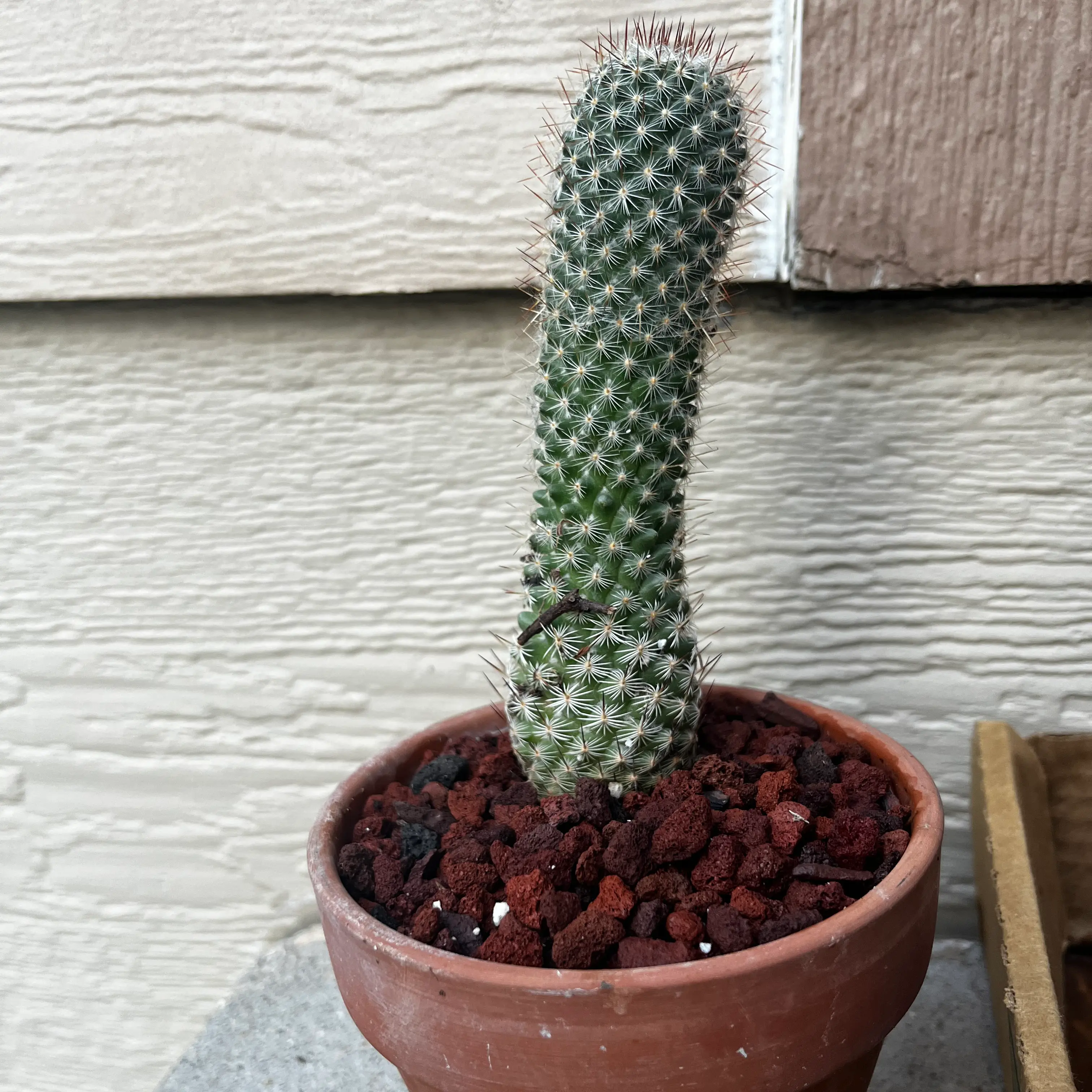 Thumb Cactus in a small pot with rocky soil against a textured wall.