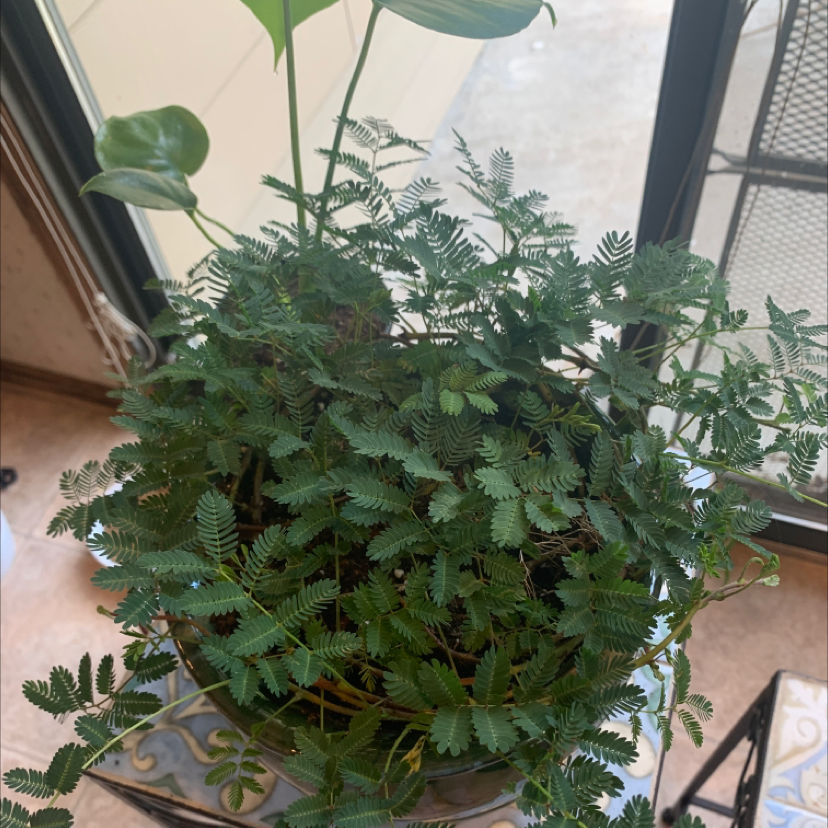 Sensitive Plant plant photo by @Clara8131 named Sensitive plant on Greg, the plant care app.