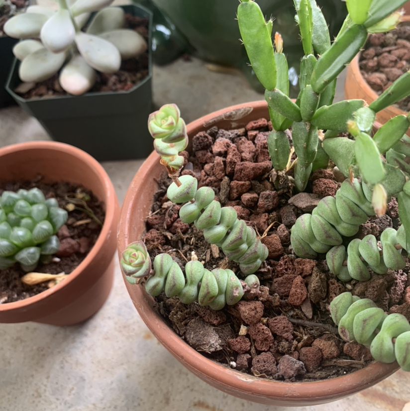 Potted Jade Necklace plant with segmented leaves, healthy appearance, visible soil, and multiple plants in the background.