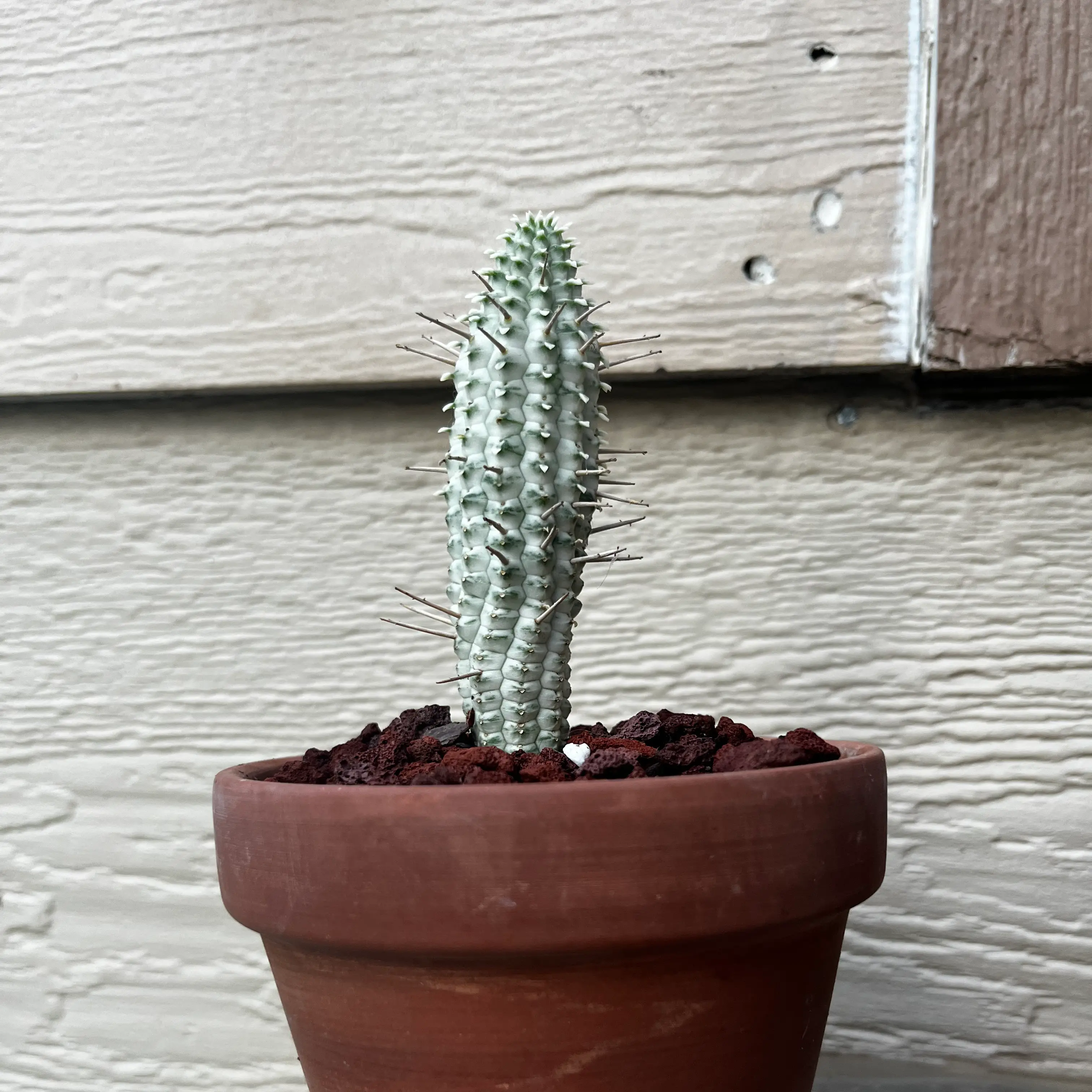 Variegated Corncob Cactus in a terracotta pot against a wooden wall.