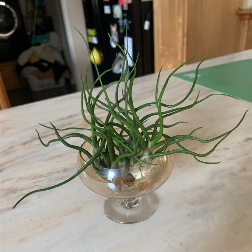 Bulbosa Air Plant in a glass container on a marble surface.