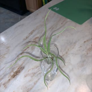 Medusa Head Air Plant plant in Cape May, New Jersey