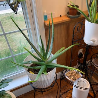 Aloe Vera plant in Cape May, New Jersey