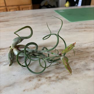 Medusa Head Air Plant plant in Cape May, New Jersey