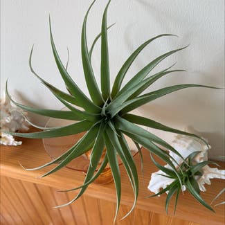 Tillandsia Xerographica plant in Cape May, New Jersey