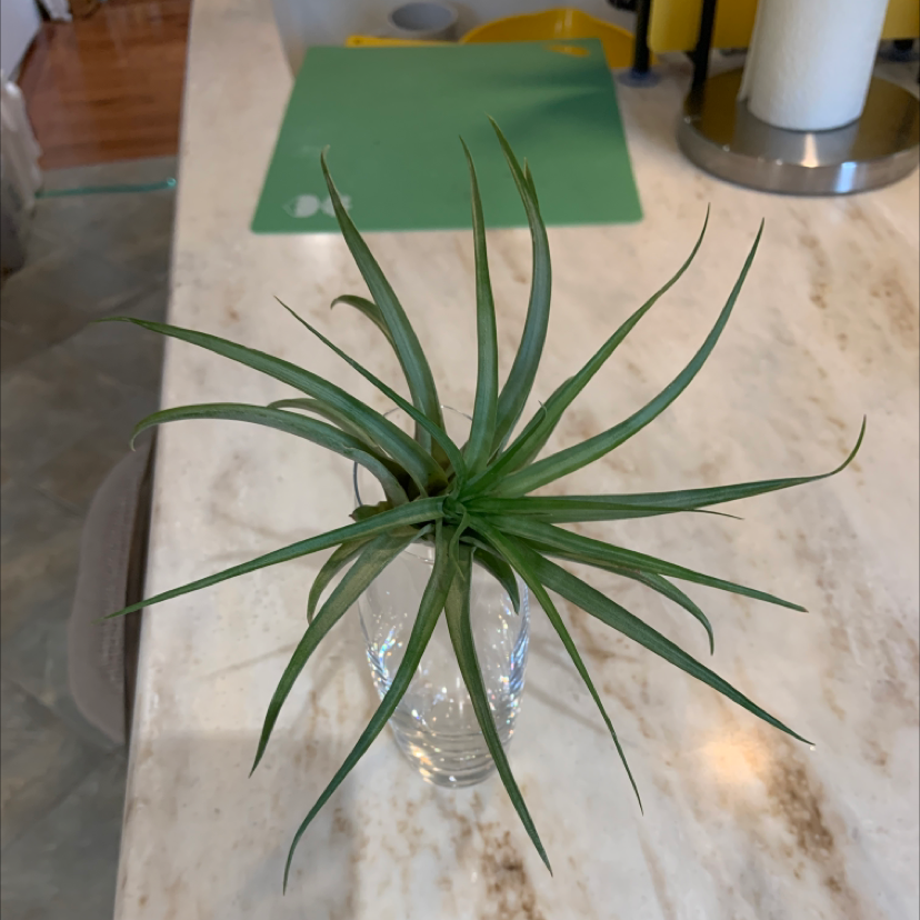Photo of the plant species Spider Agave by @AnnMarie420 named Hamilton on Greg, the plant care app