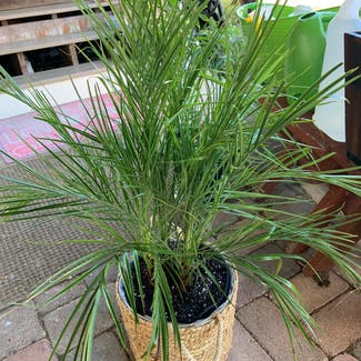 Pygmy Date Palm plant in Cape May, New Jersey