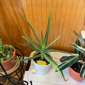 Aloe Vera plant in Cape May, New Jersey