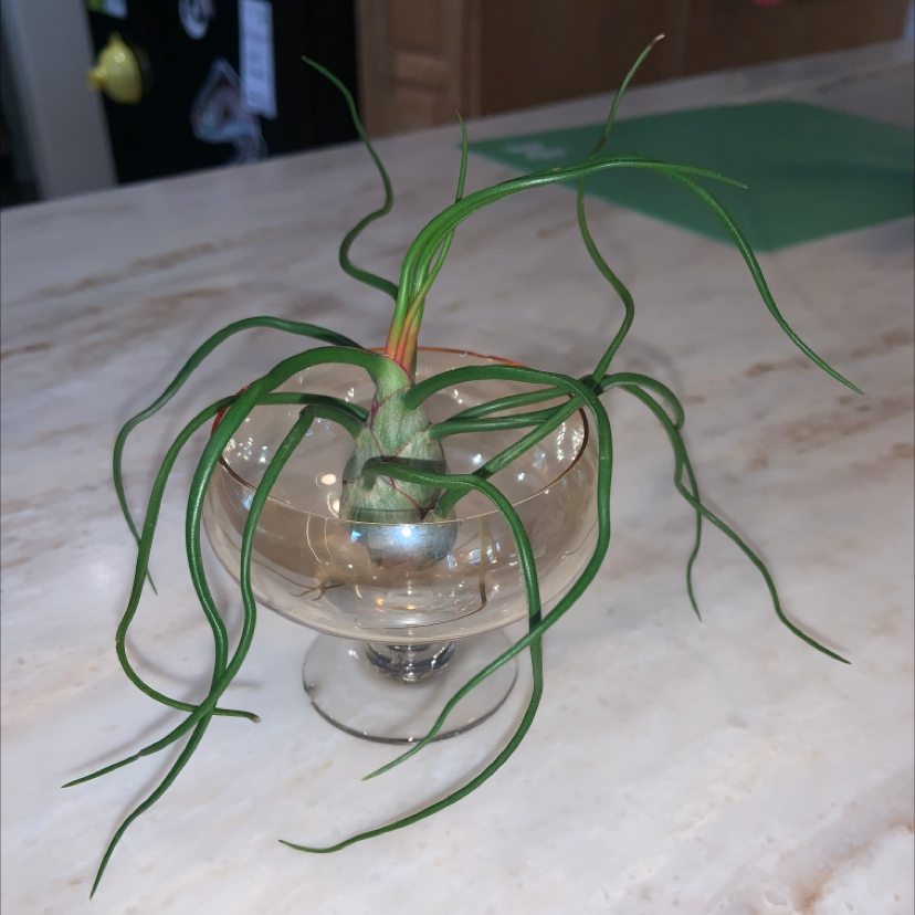Bulbosa Air Plant in a glass container on a marble surface.