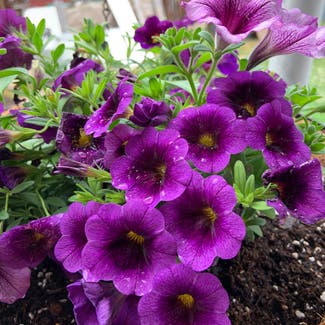 Violet Wild Petunia plant in Cape May, New Jersey
