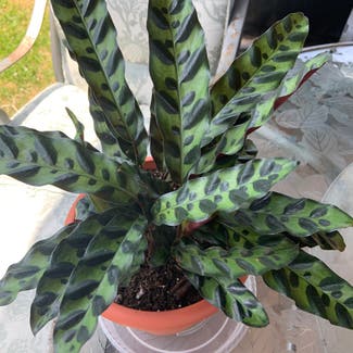 Rattlesnake Plant plant in Cape May, New Jersey