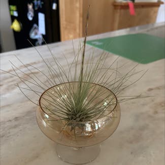 Tillandsia Juncea plant in Cape May, New Jersey