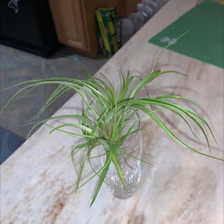 Spreading Airplant plant in Cape May, New Jersey