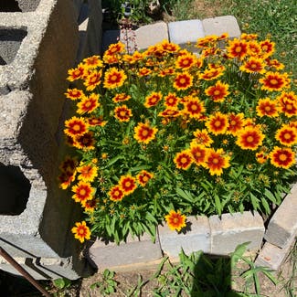 Great Blanket Flower plant in Cape May, New Jersey