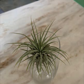 Blushing Bride Air Plant plant in Cape May, New Jersey