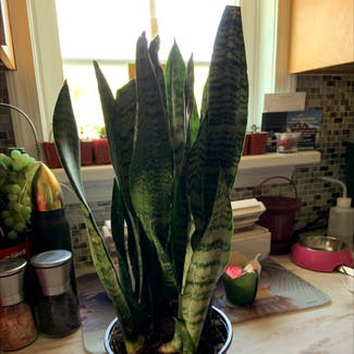 Snake Plant plant in Cape May, New Jersey