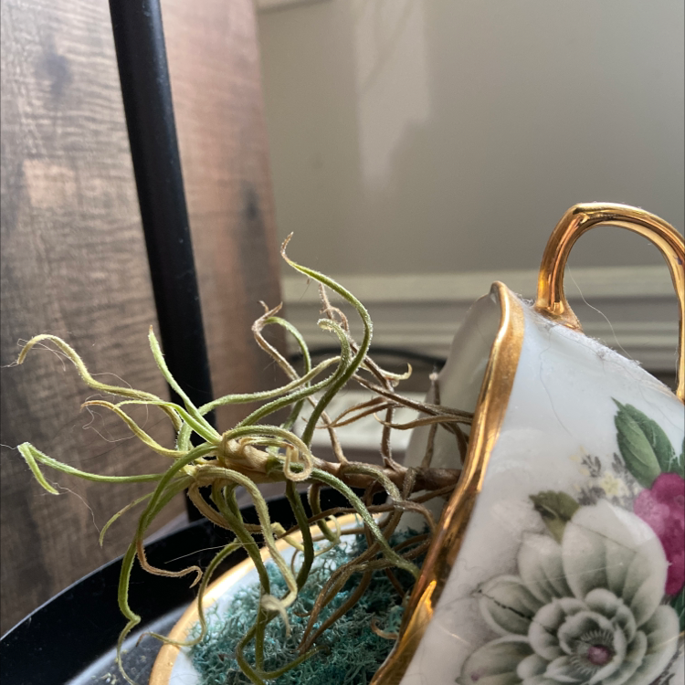 Small Ballmoss plant in a decorative teacup, healthy with green leaves.