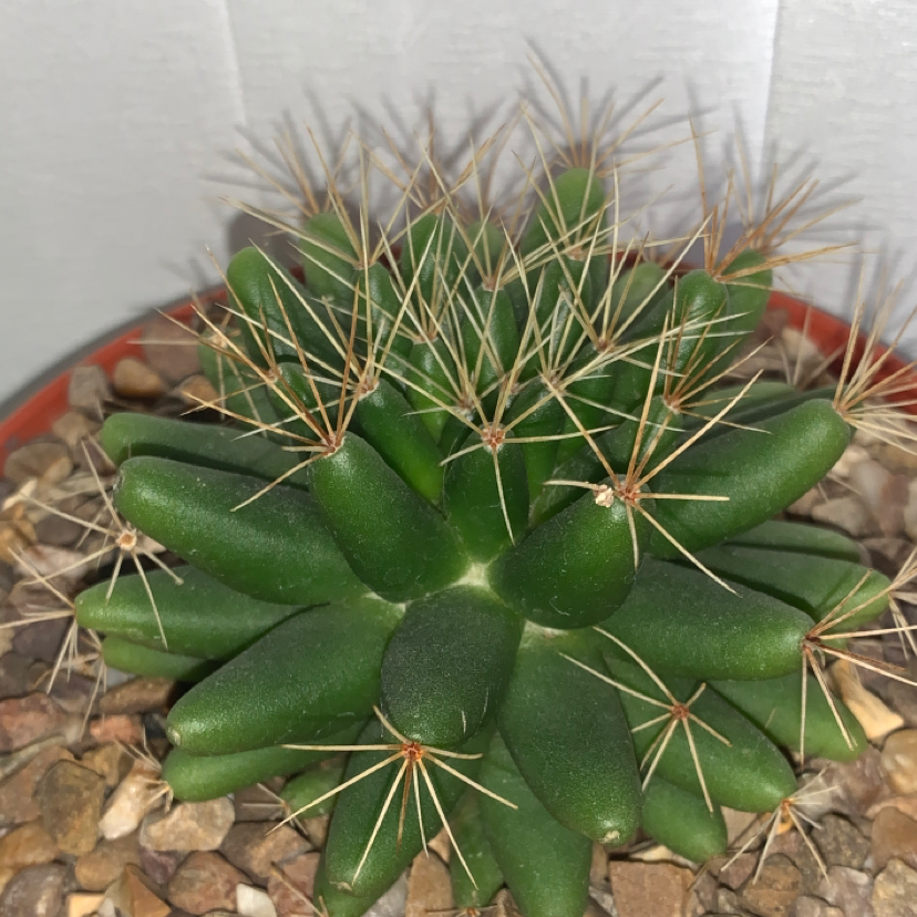 Missouri Foxtail Cactus with healthy green stems and prominent spines in a pot with visible soil and pebbles.
