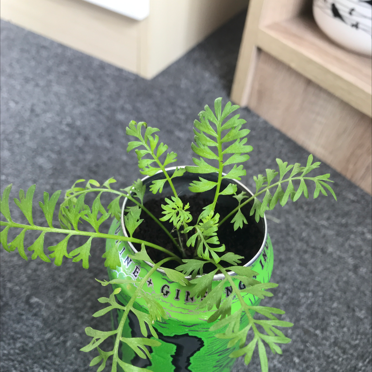 Lesser Swinecress plant photo by @goblinboyyyy named greg on Greg, the plant care app.