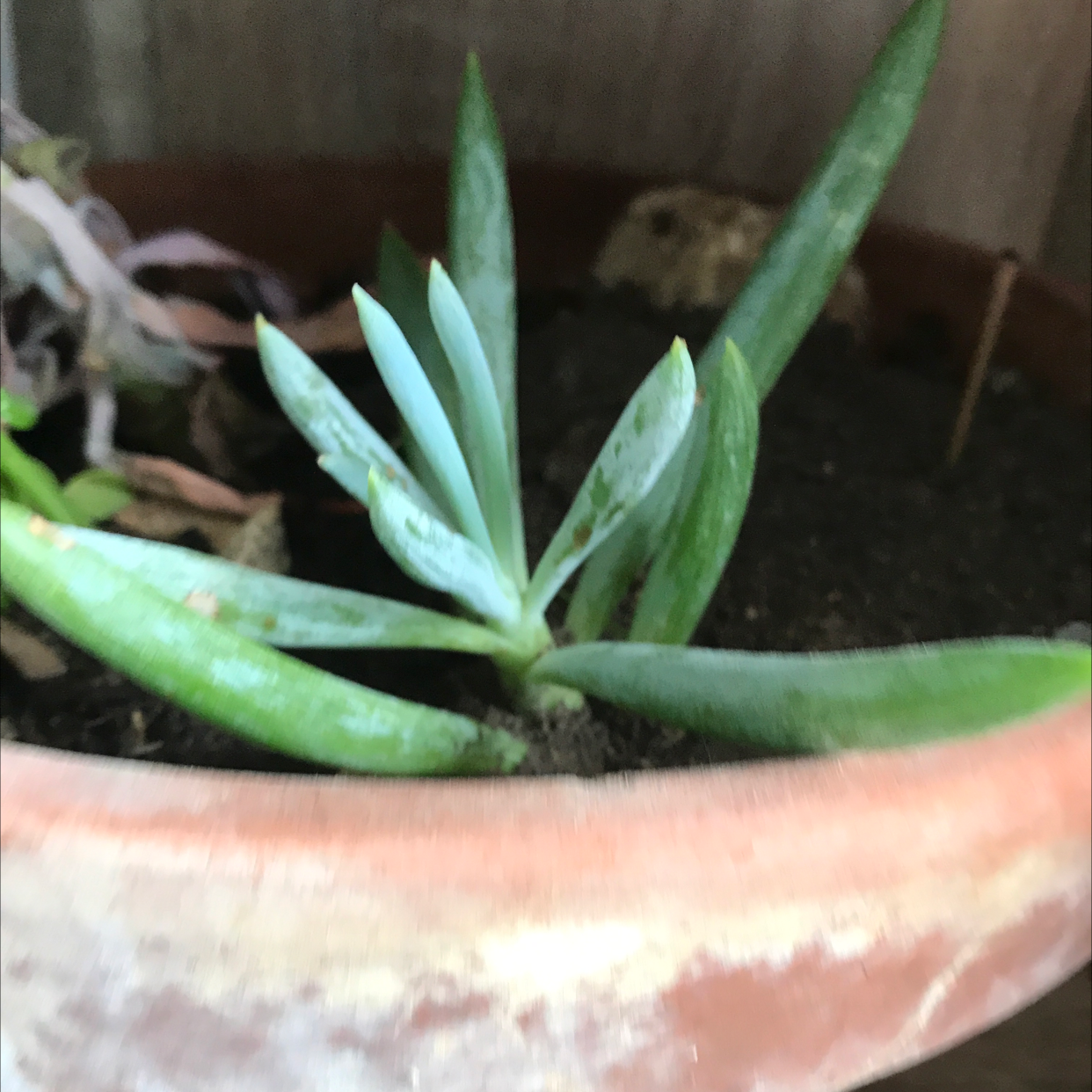 Blue Chalksticks plant photo by @goblinboyyyy named Cloony colon (arthritis anus) on Greg, the plant care app.