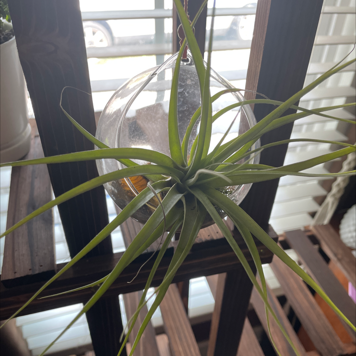 Pink Quill Plant (Tillandsia cyanea) in a hanging glass container with green leaves.