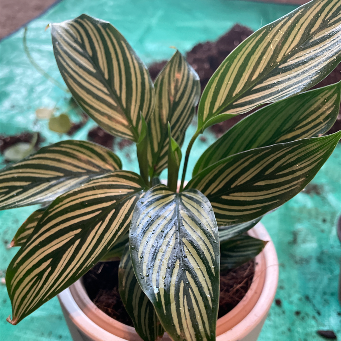 Calathea Vittata plant in a white pot with distinctive white and green striped leaves.