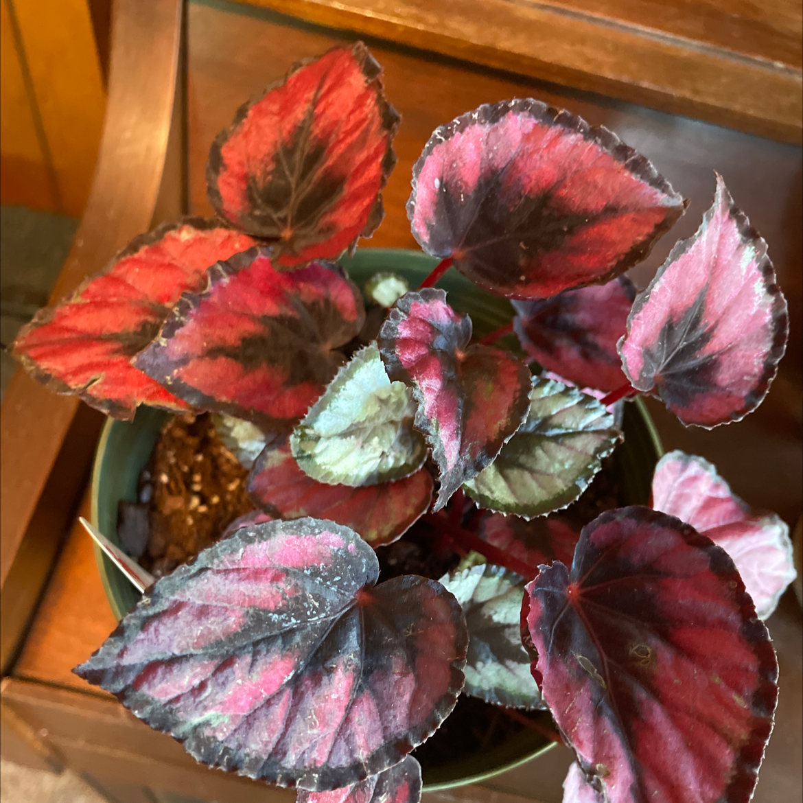 Strawberry Begonia plant with red and green leaves in a pot with visible soil.