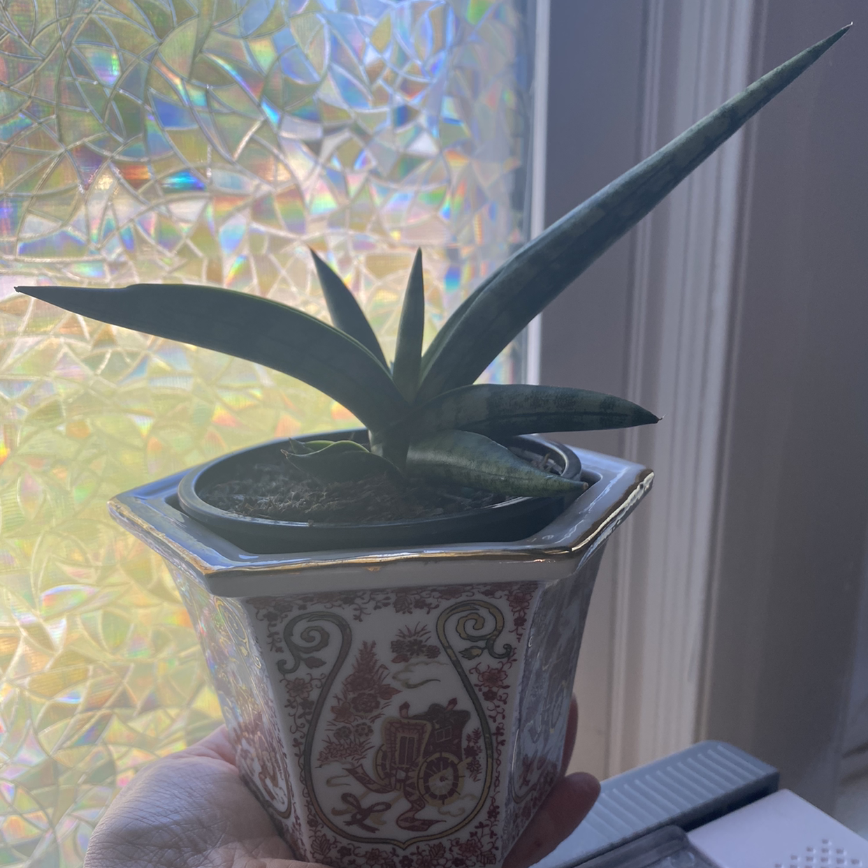 Starfish Snake Plant in a decorative pot, held by a hand, with visible soil.