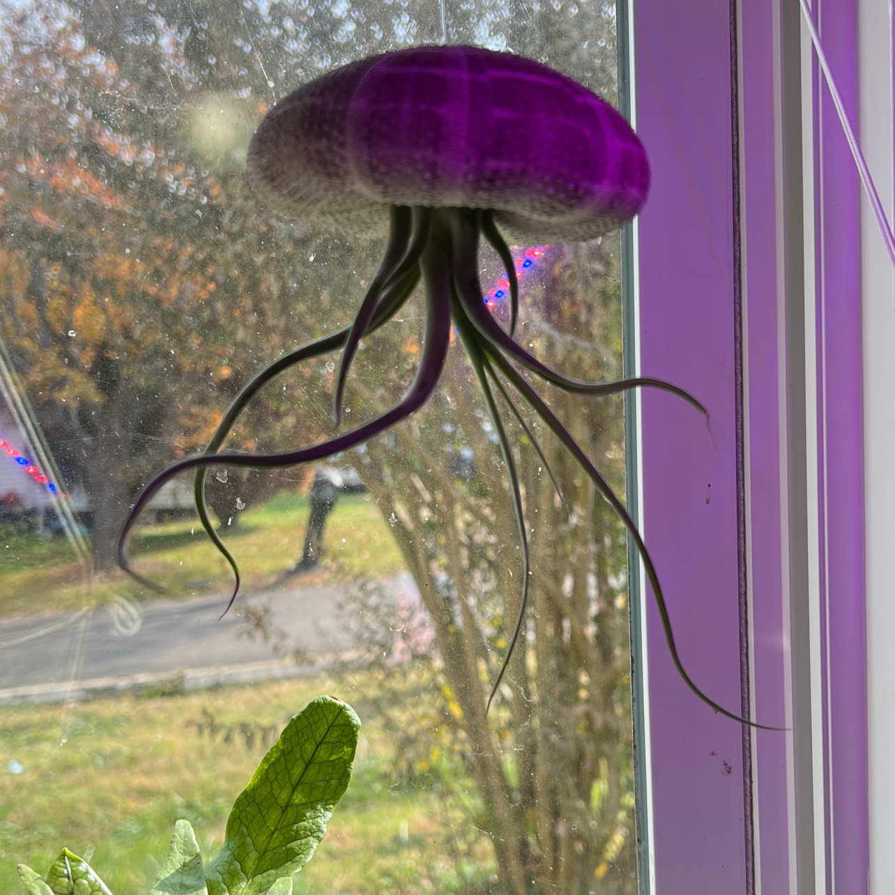 Bulbosa Air Plant suspended in front of a window with outdoor scenery in the background.