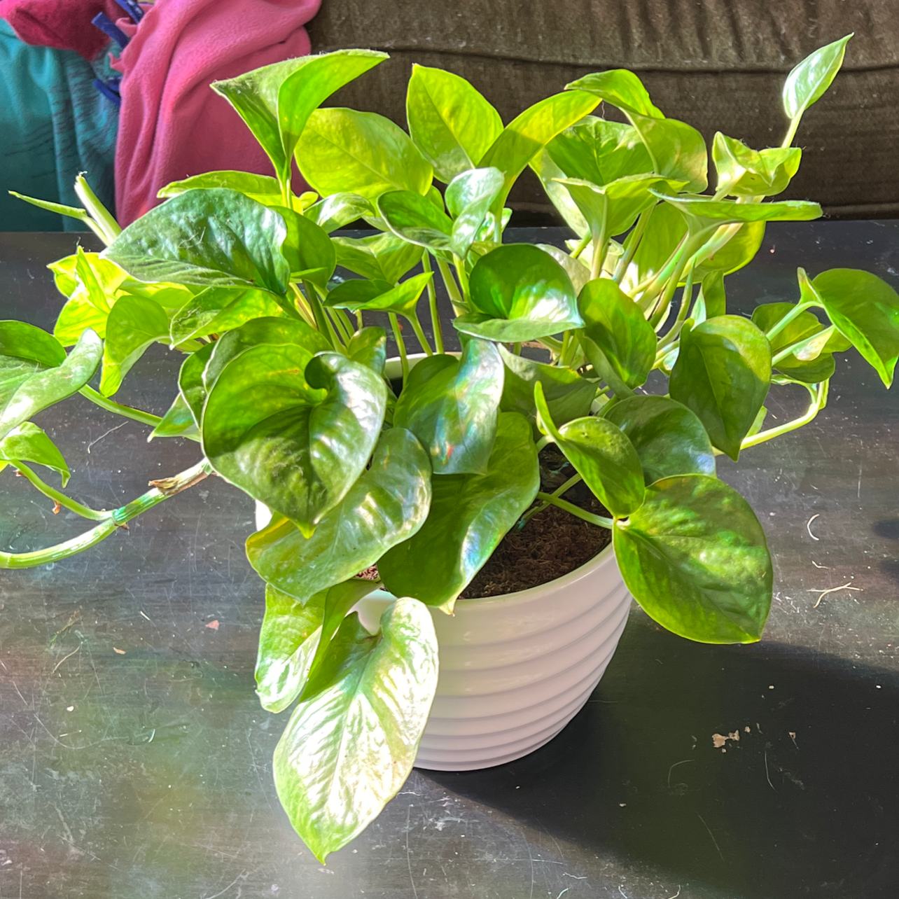 Healthy Global Green Pothos plant in a white pot with vibrant green leaves.