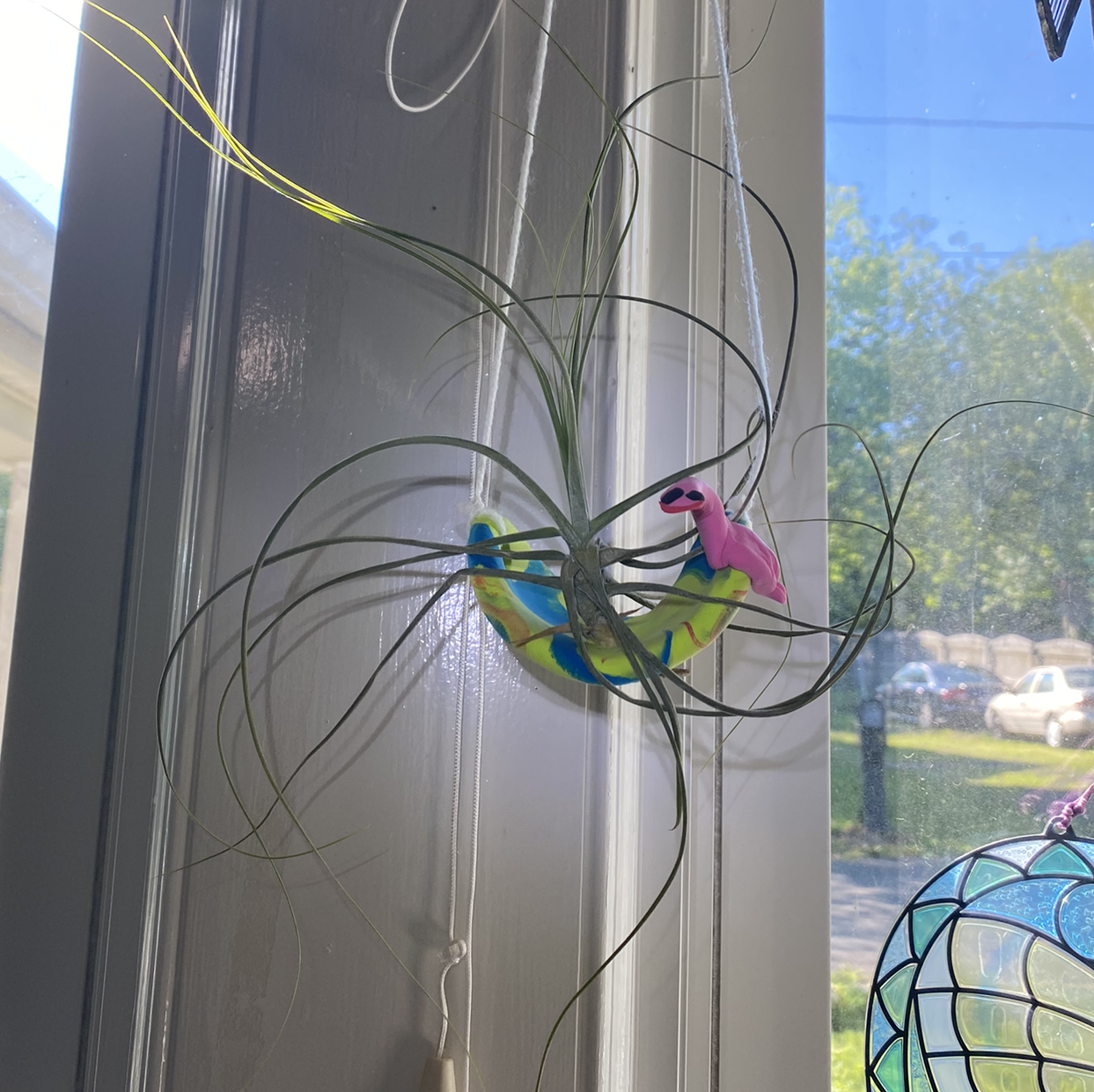 Photo of the plant species Tillandsia schiedeana by @N_mamasaurus named Octopus on Greg, the plant care app