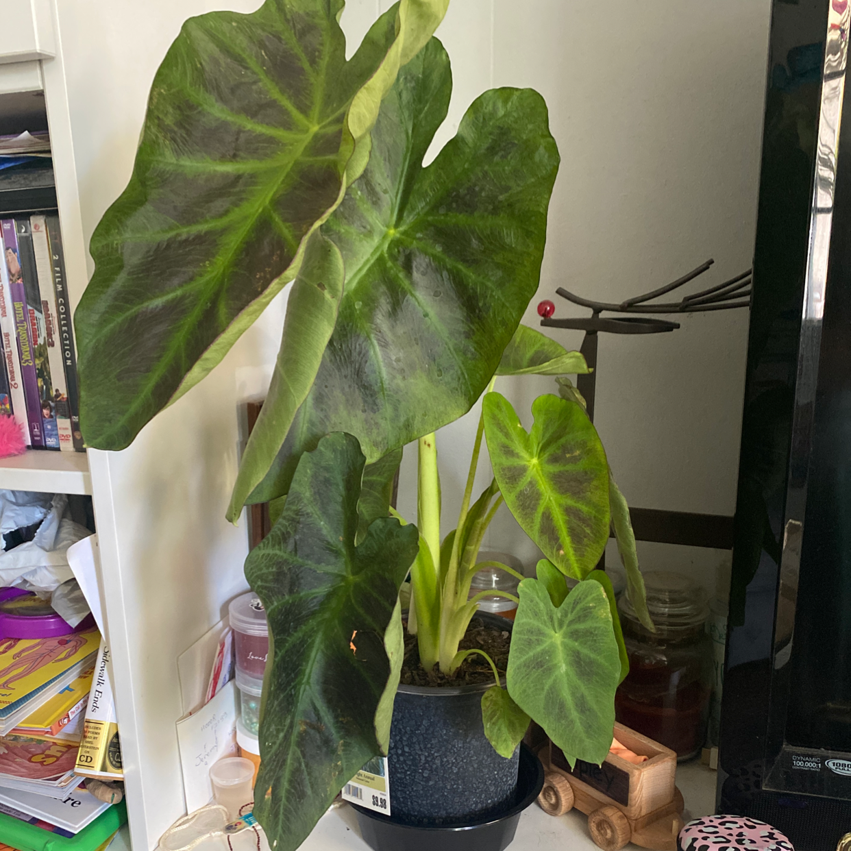 Alocasia 'Regal Shields' plant with large, dark green leaves indoors on a shelf.