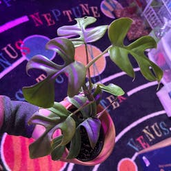 Mini Monstera plant