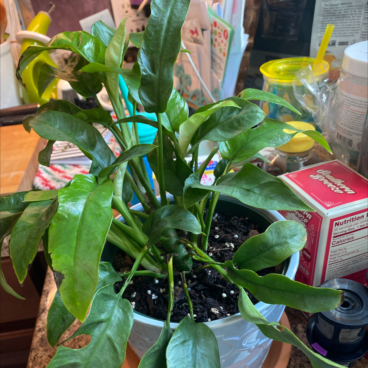 Mini Monstera plant photo by @N_mamasaurus named Baby Phil on Greg, the plant care app.