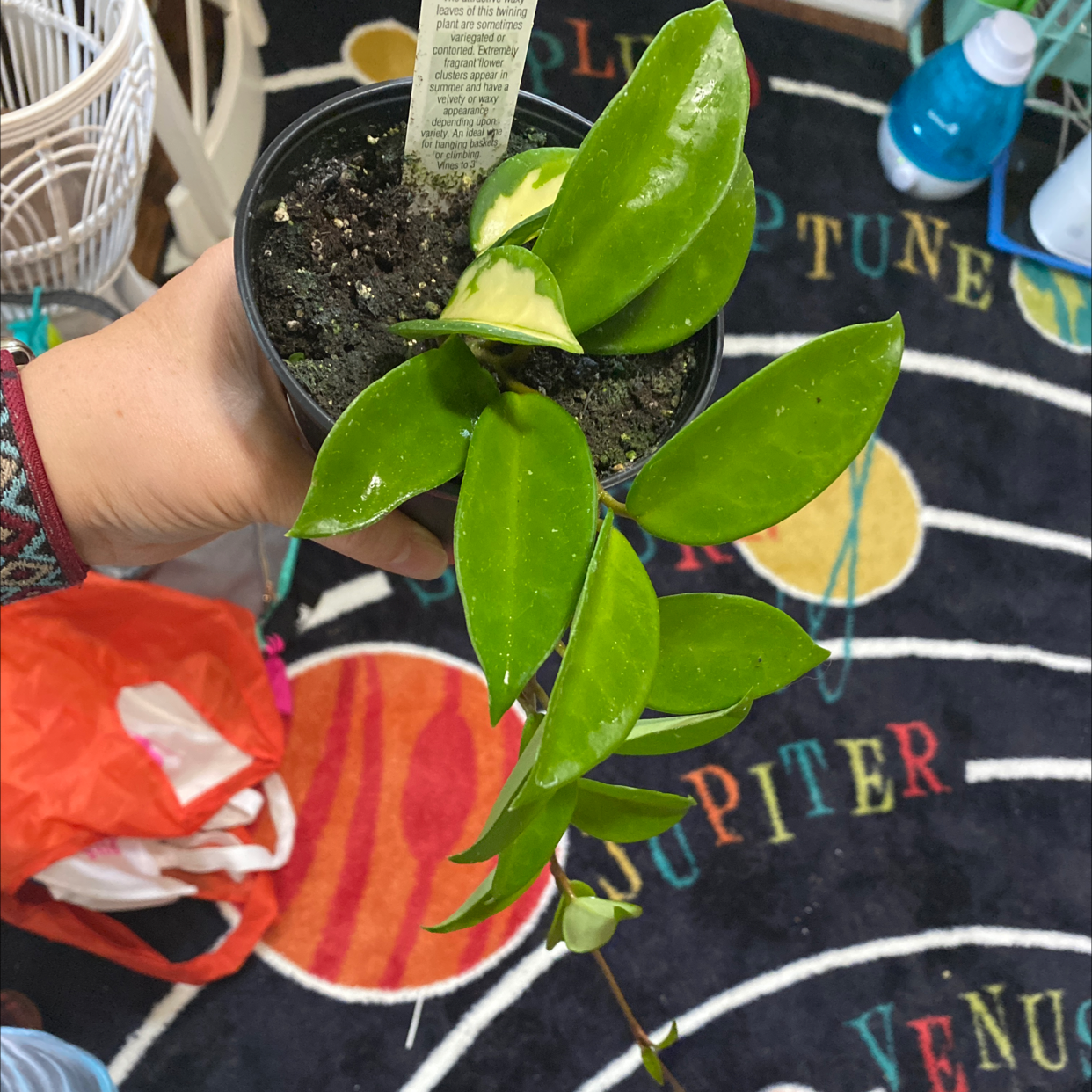 Photo of the plant species Variegated Hoya carnosa 'Compacta' by @N_mamasaurus named Rain on Greg, the plant care app
