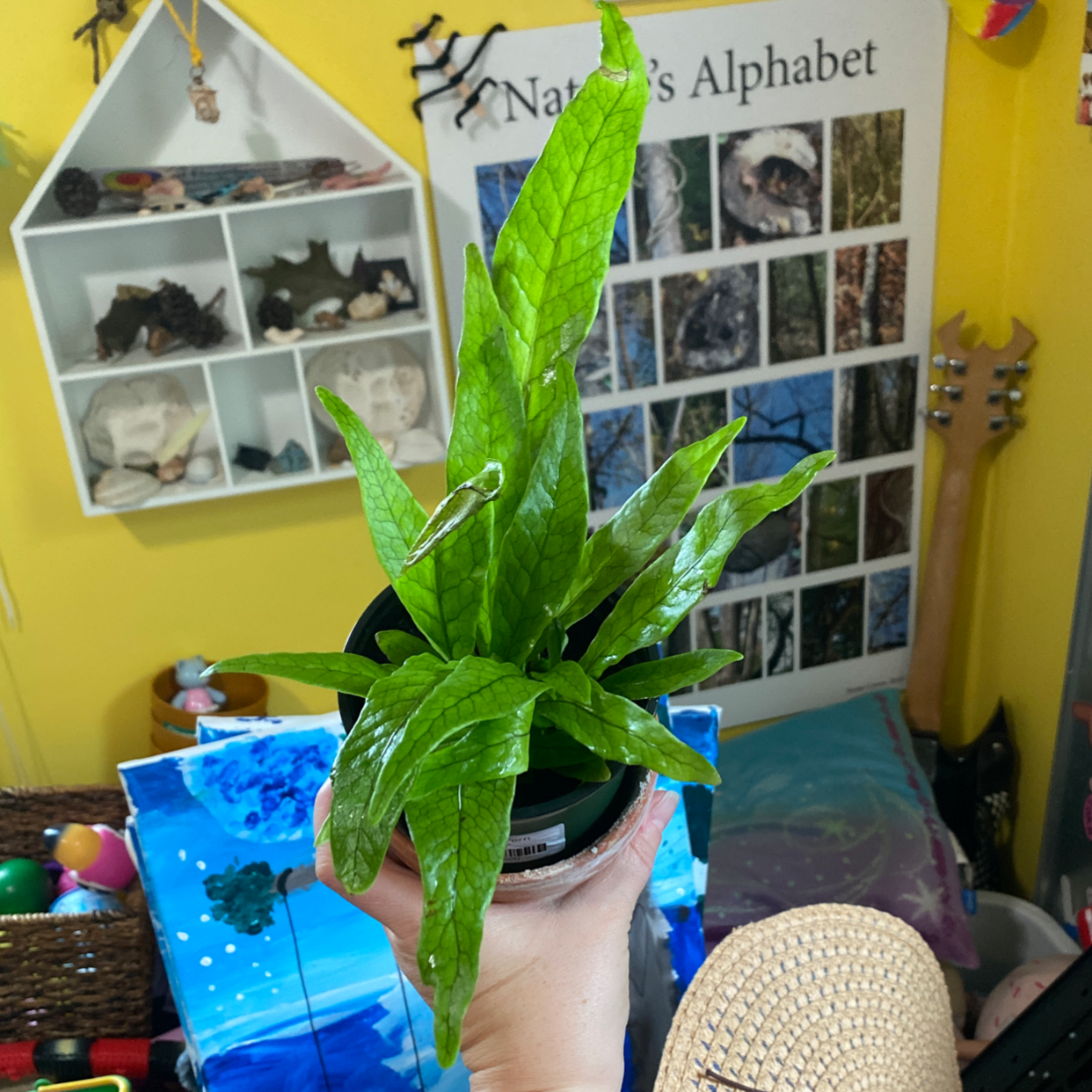 A healthy Crocodile Fern held by a hand with vibrant green leaves.