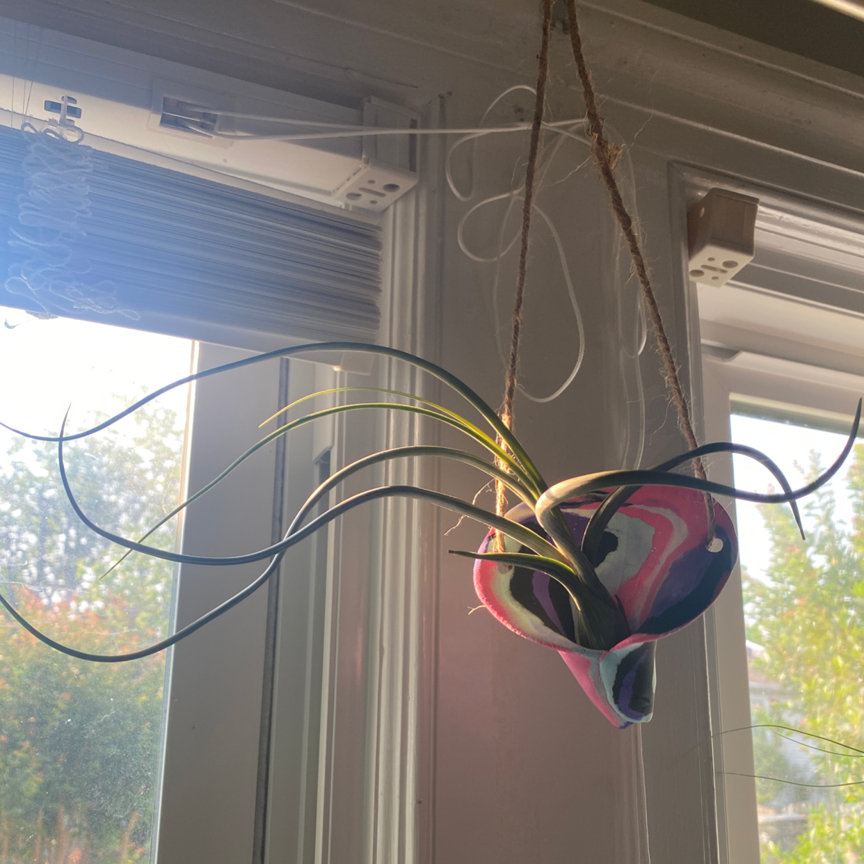 Photo of the plant species Bulbosa Air Plant by @N_mamasaurus named PomPom on Greg, the plant care app