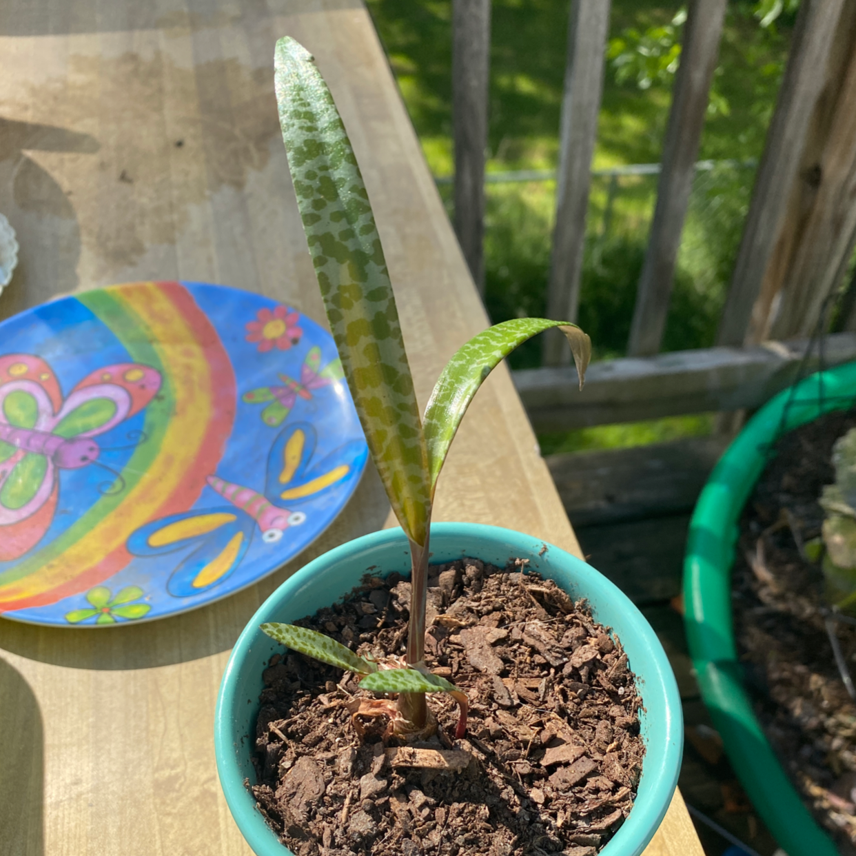 Photo of the plant species Silver Squill by @N_mamasaurus named Squill on Greg, the plant care app